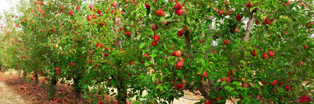 How To Trim An Apple Tree: A Step-By-Step Care Guide