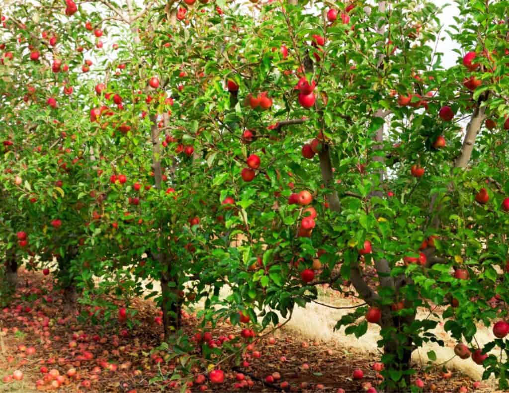 How To Trim An Apple Tree A Step By Step Care Guide – Backyard Virtuoso