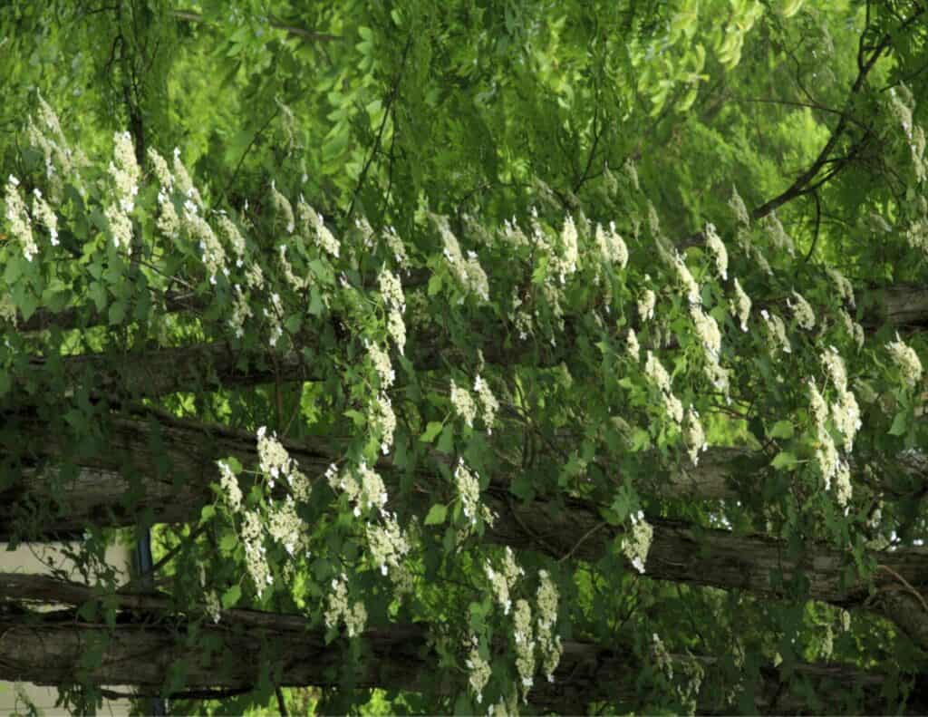 Hydrangea Trees