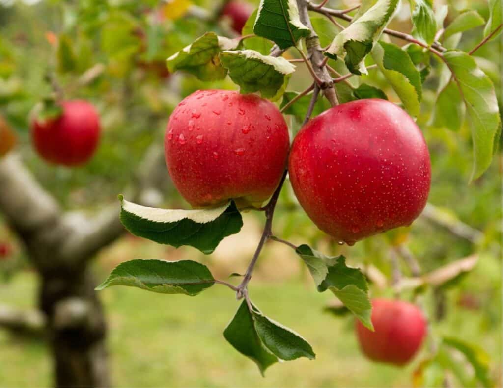 Healthy Apples growing on an apple tree.