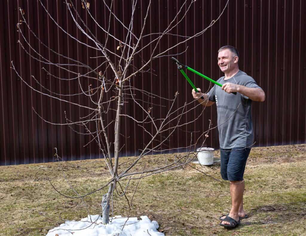 Man trimming an apple tree in early Spring