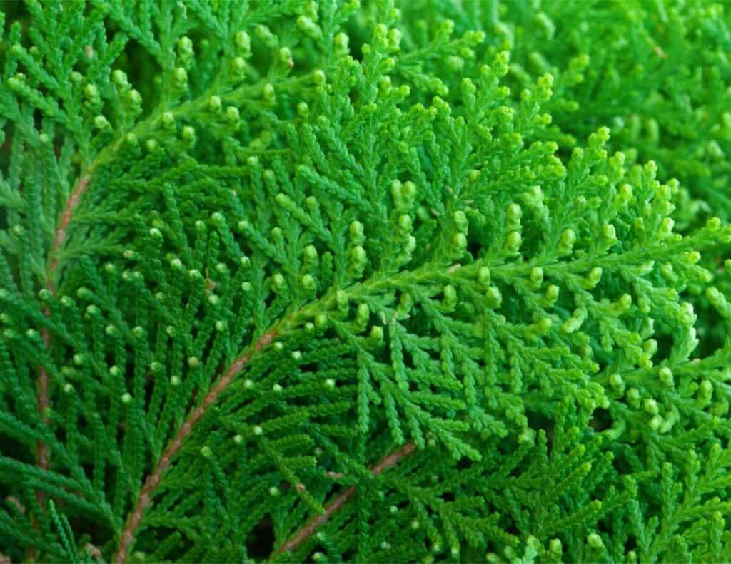 Closeup of a healthy Arborvitae Tree