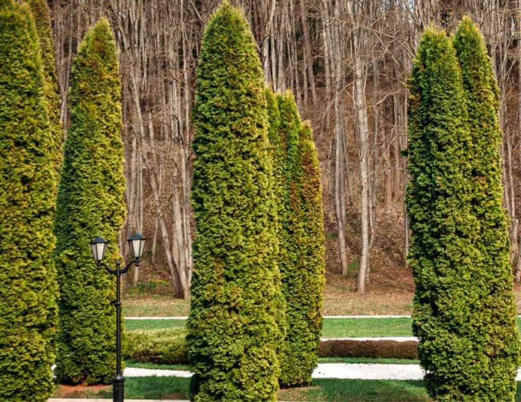 Conical Shaped Arborvitae Trees