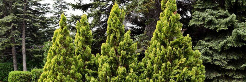 How To Trim Arborvitae Trees: A Step-By-Step Care Guide
