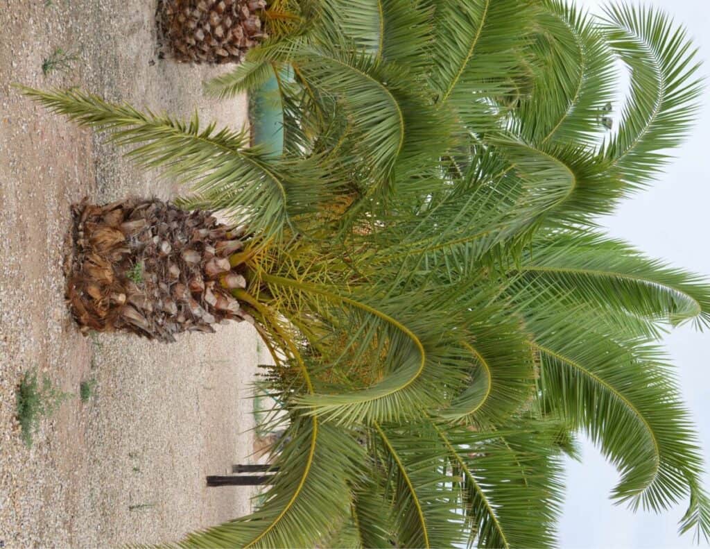 Date Palm Tree