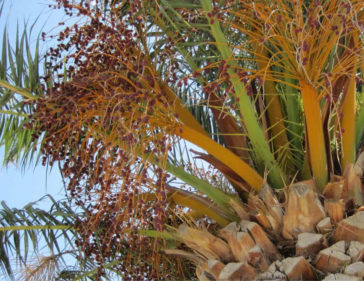 How To Trim A Date Palm Tree Trunk: Step-By-Step Care Guide – Backyard ...