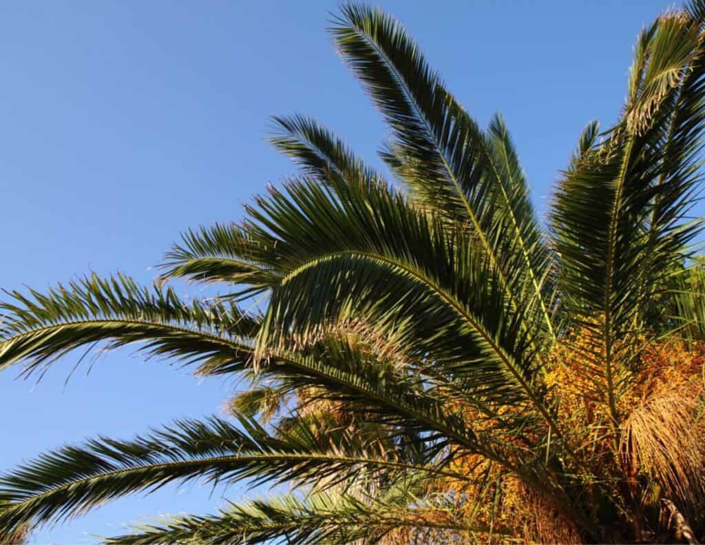 how-to-trim-a-date-palm-tree-trunk-step-by-step-care-guide-backyard