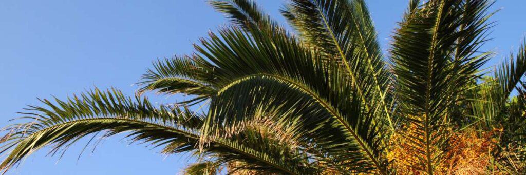 How To Trim A Date Palm Tree Trunk: Step-By-Step Care Guide