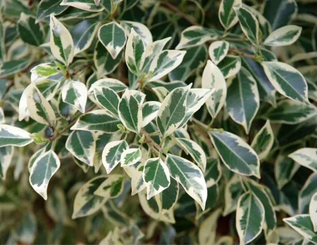 When to Trim a Ficus Tree: Expert Care Tips and Guidelines – Backyard ...