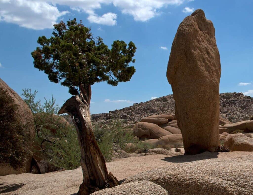 Juniper tree growing among large stones