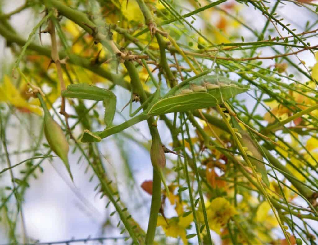 Mantis in a Palo Verde Tree