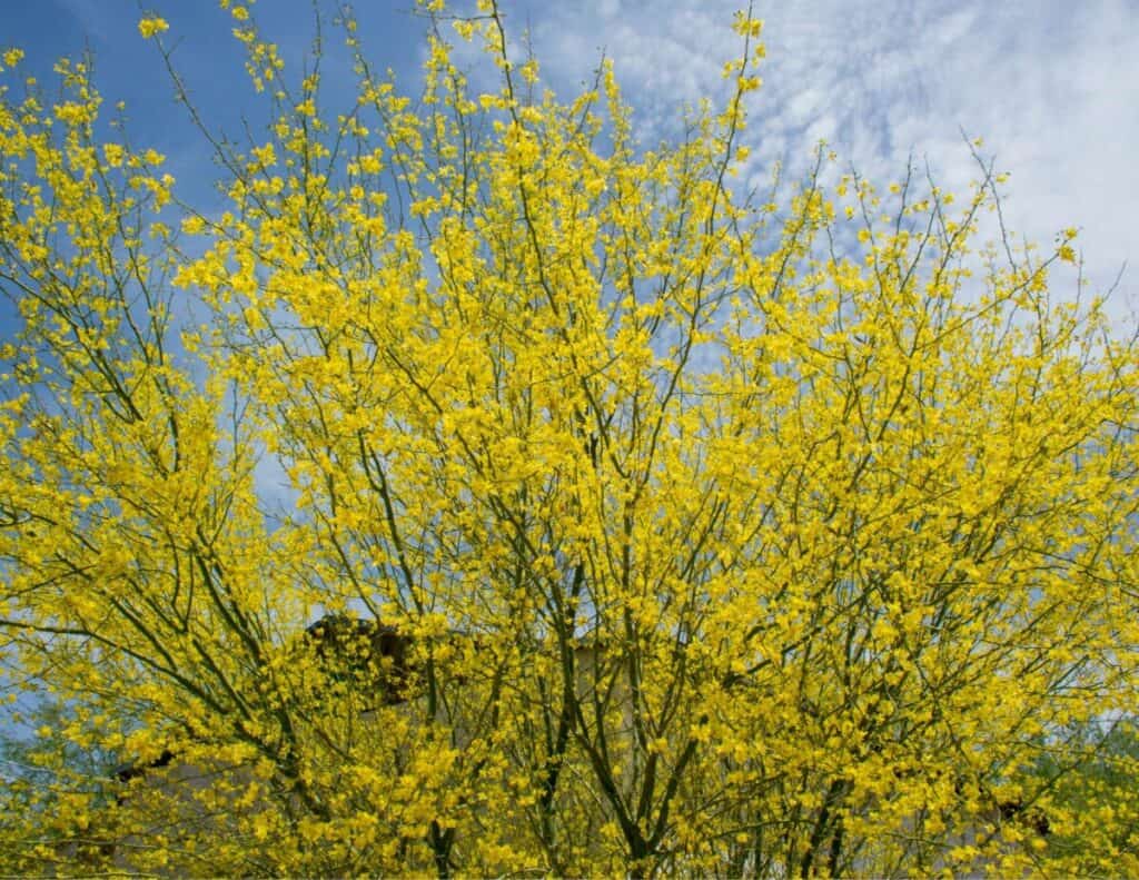 How To Trim A Palo Verde Tree Step By Step Guide Backyard Virtuoso