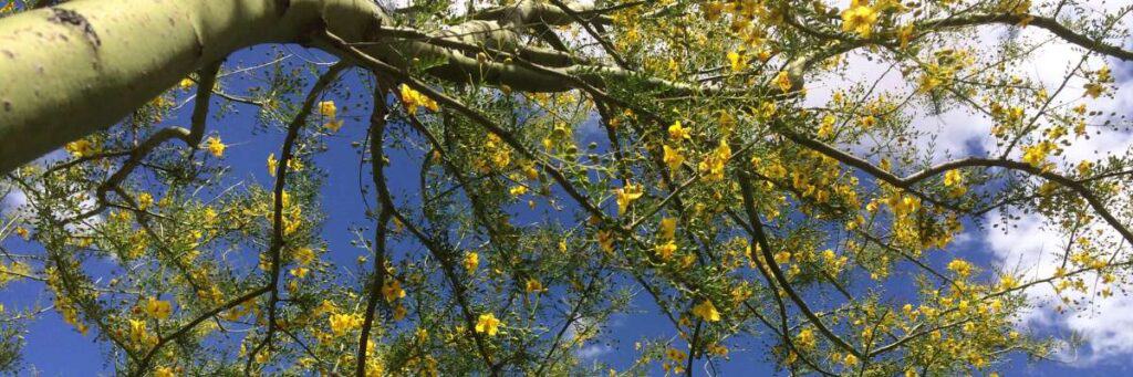 How to Trim a Palo Verde Tree: Step-by-Step Guide