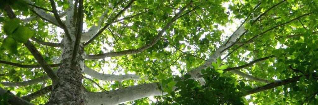 How to Trim a Sycamore Tree: A Step-by-Step Care Guide