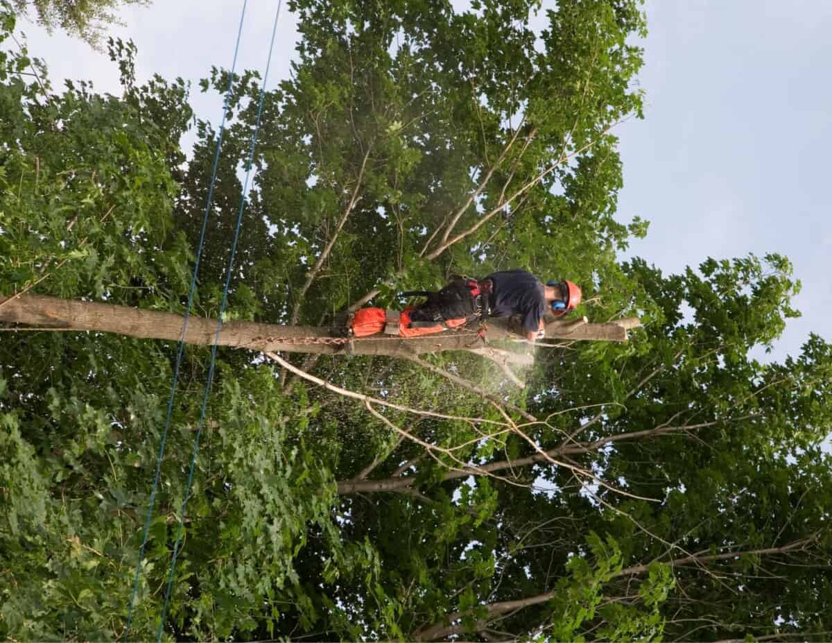 How To Trim A Tall Tree Essential Tips And Safety Backyard Virtuoso